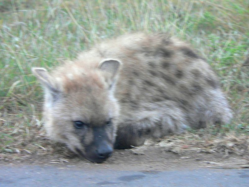 JAR 213_hyena.JPG - Hyeny byly očividně stejně rozespalé jako já a v naprostém klidu ležely podél silnice. A nijak se nenechaly vyrušit našim příjezdem, či naším focením.